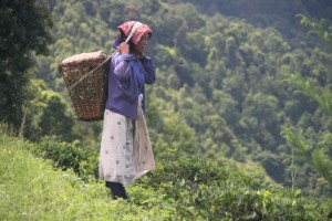 Tea Picker on plantation near Darjeeling